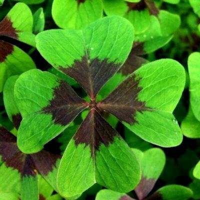 B体育手机版在线app下载